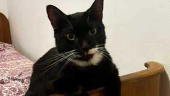 Zbiórka Na powrót Drapka do zdrowia - miniaturka zdjęcia