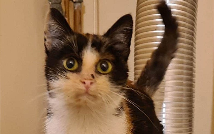 Kotka z wyrazistymi oczami, ciekawska i przyjazna.