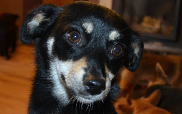 Zbiórka Ratunek dla hotelu STEFANEK - zdjęcie główne