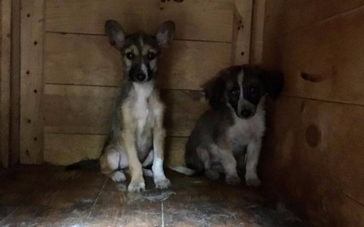 Zbiórka Chore szczeniaki proszą o pomoc! - zdjęcie główne