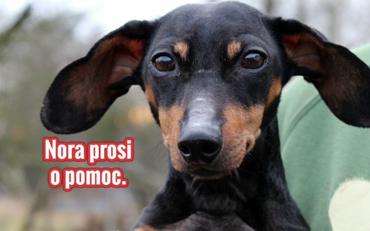 Zbiórka Porzucona Nora prosi o pomoc. - zdjęcie główne