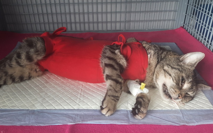 Zbiórka Uciec śmierci Tygrysek - zdjęcie główne