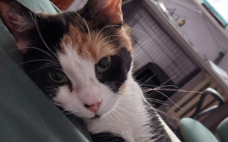 Zbiórka Zdrowy brzuszek Chomisi - zdjęcie główne