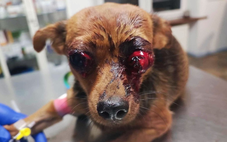 Zbiórka Ratujemy 4kg nieszczęście - zdjęcie główne