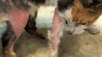 Zbiórka Na wolność i zdrowie Różyczki - miniaturka zdjęcia