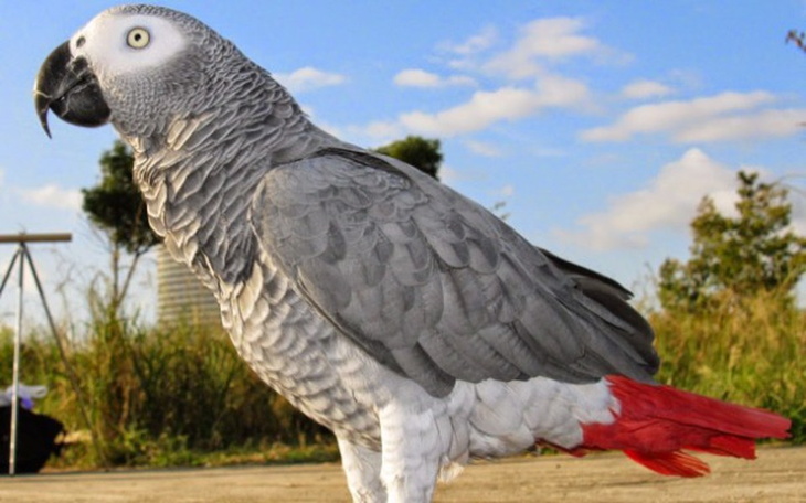 Zbiórka Spełnijmy marzenie o papudze. - zdjęcie główne