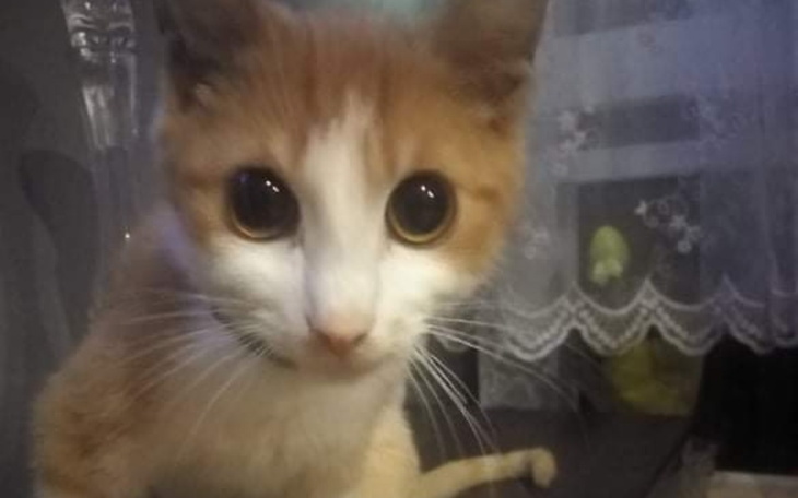 Zbiórka Ratujemy Felusia - zdjęcie główne