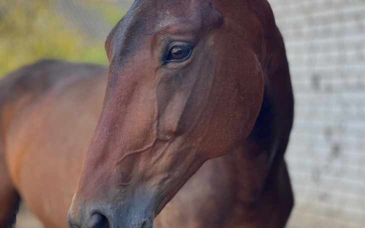 Zbiórka Zbiórka na operację Lozy - zdjęcie główne