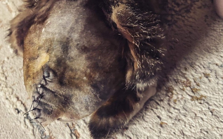 Zbliżenie na nietypowego kota z widocznymi ranami.