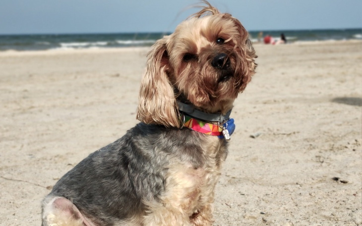 Zbiórka Pomoc dla Majlusia - zdjęcie główne