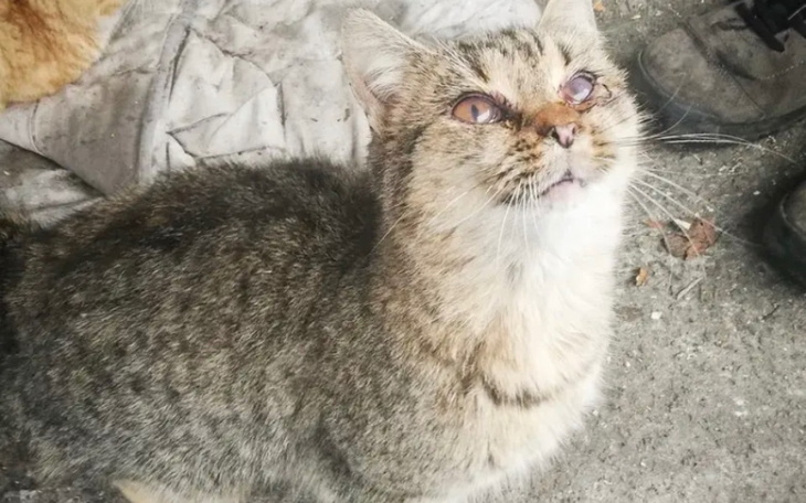 Zbiórka Transport kotki - zdjęcie główne