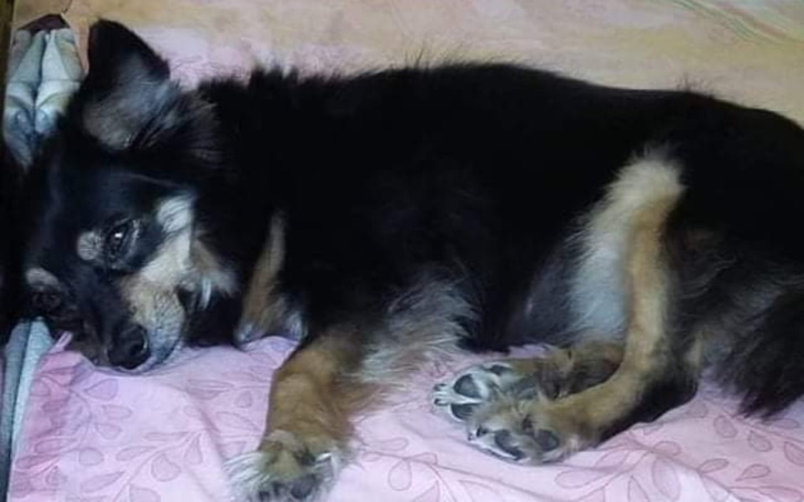 Zbiórka Pomóżcie mi walczyć o życie_Figi - zdjęcie główne