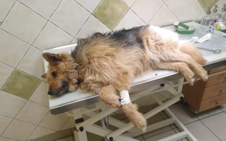 Zbiórka Operacja na mojego psa gacka - zdjęcie główne