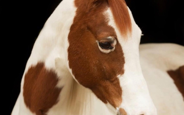 Zbiórka Leczenie znanej i kochanej Raxy - zdjęcie główne