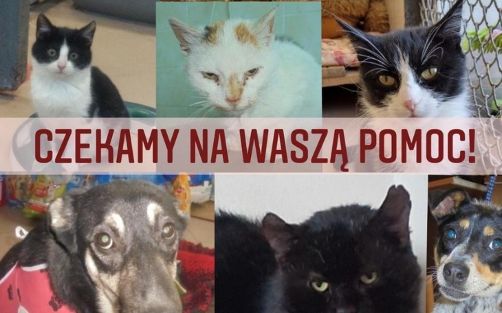 Zbiórka Schronisko w Piotrkowie Trybunal - zdjęcie główne