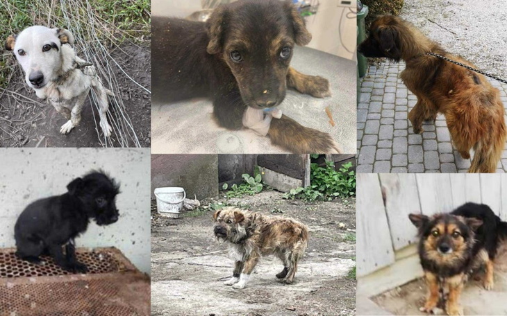 Zbiórka Azyl dla świętokrzyskich psiaków - zdjęcie główne