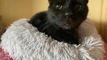 Zbiórka Guz zabija Maksa. Uratujmy go - miniaturka zdjęcia