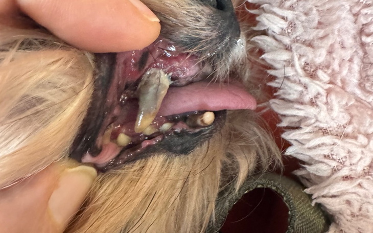 Zbliżenie na zęby psa podczas badania weterynaryjnego.