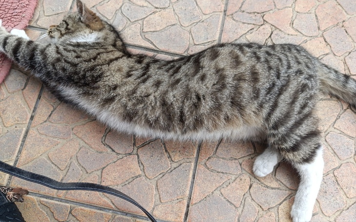 Kot leżący na podłodze, wyciągnięty w długiej pozycji.