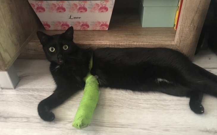 Zbiórka Złamana łapa Bajusi - zdjęcie główne