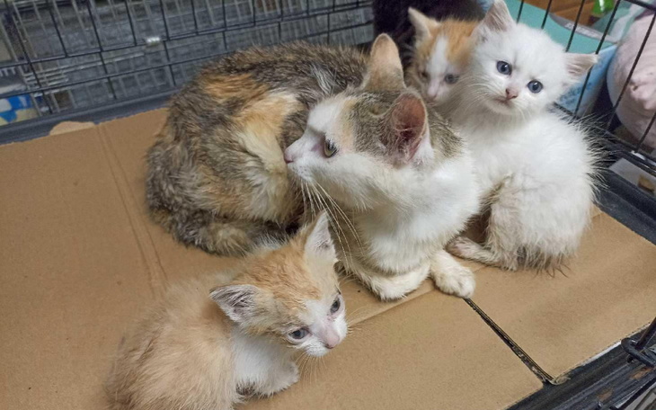 Zbiórka Wyrzucona bo była w ciąży - zdjęcie główne