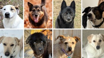 Zbiórka Zbiórka dla psów - miniaturka zdjęcia