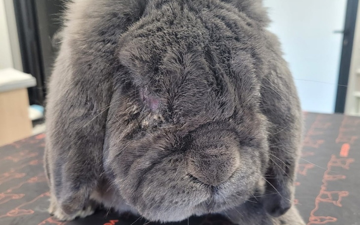 Szary królik z wyraźnymi cechami na twarzy.