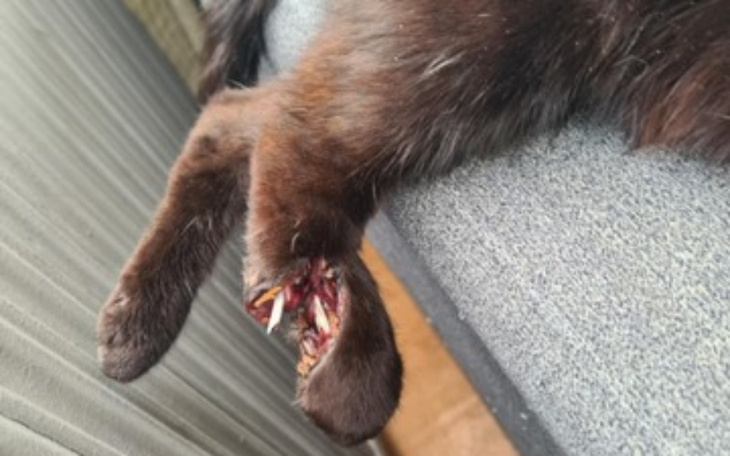 Ranny kot z uszkodzoną łapą, potrzebujący pomocy weterynaryjnej.