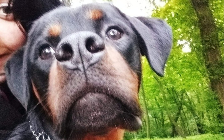 Zbiórka Niewinna rottka - zdjęcie główne