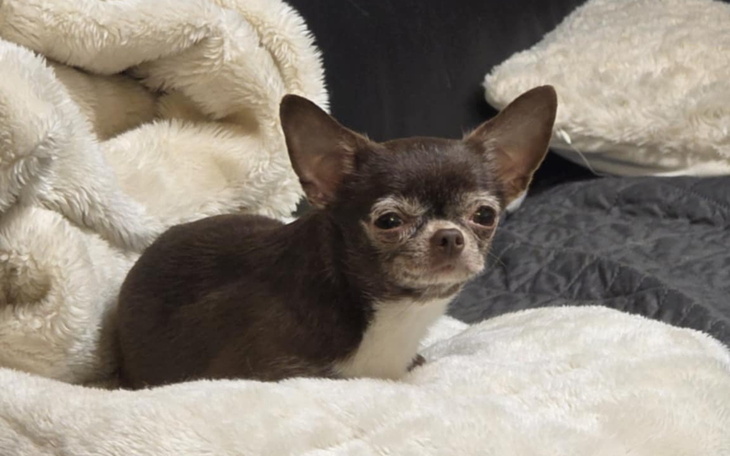 Mały pies rasy chihuahua na miękkim kocu.