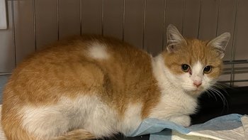 Zbiórka Zbiórka - styczeń 2026 - miniaturka zdjęcia