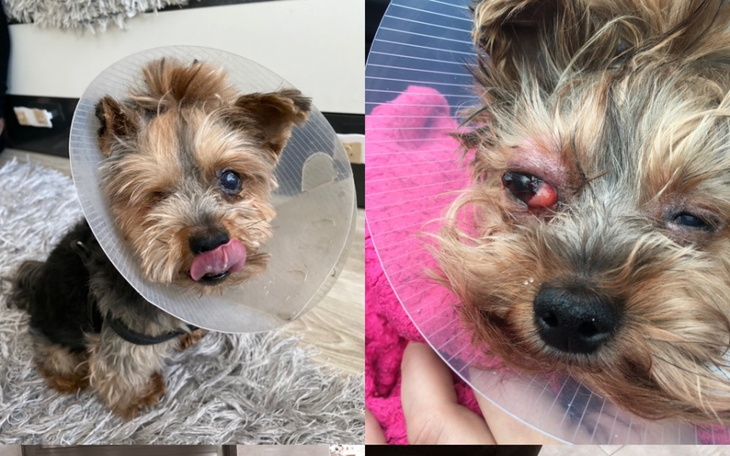 Zbiórka Zbieramy na przeszczep oczka - zdjęcie główne