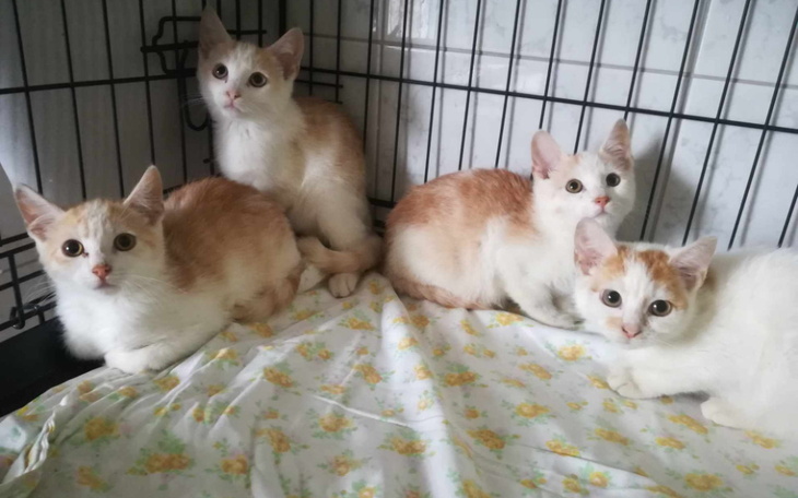 Zbiórka Cztery uratowane kocięta - zdjęcie główne