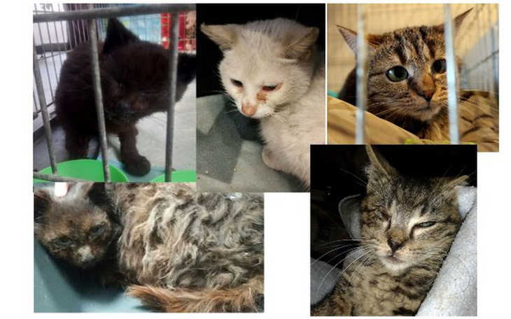 Zbiórka Spłata długu na leczenie kotów. - zdjęcie główne