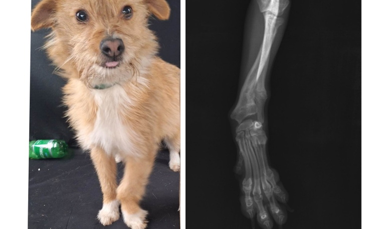 Zbiórka Operacja Ludwika - zdjęcie główne