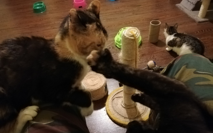 Zbiórka Kiermasz na Kocie Łakocie 3 - zdjęcie główne