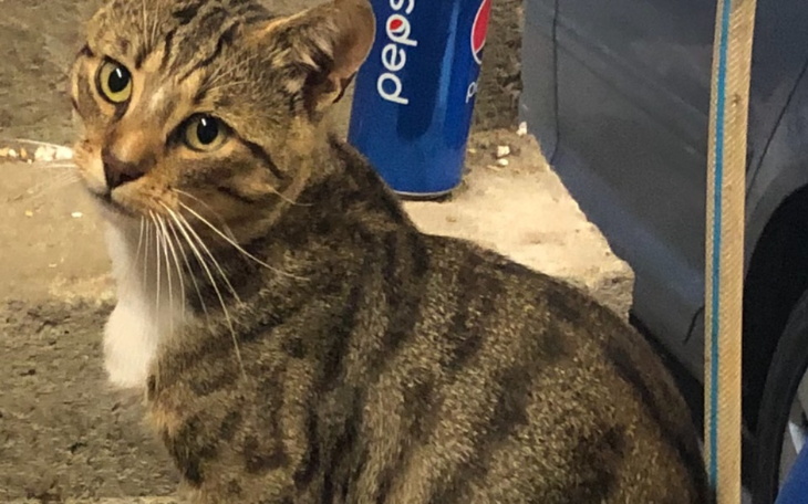 Zbiórka Na leczenie kota po wypadku - zdjęcie główne