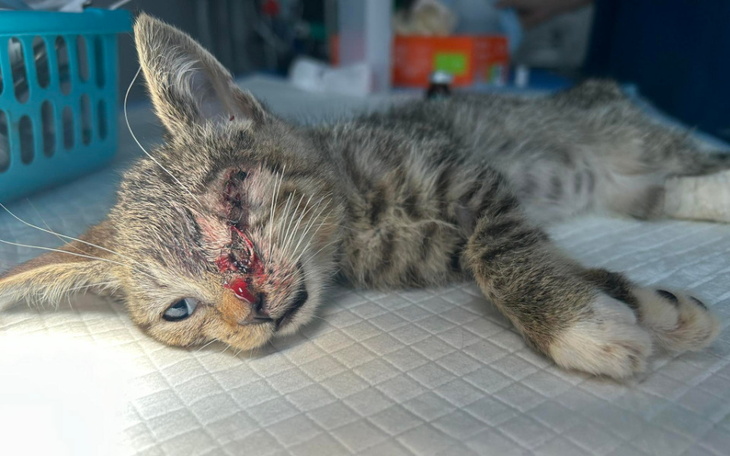 Chory kot leżący na stole w klinice weterynaryjnej.