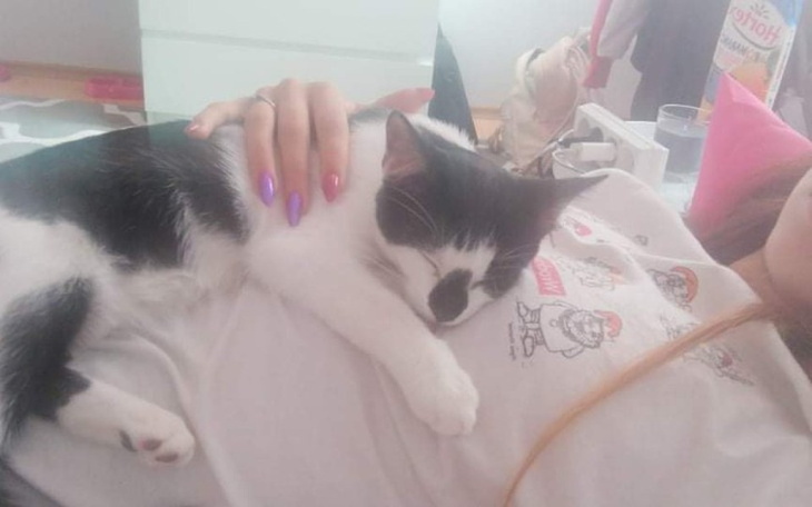 Zbiórka Zbiórka na leczenie kota - zdjęcie główne