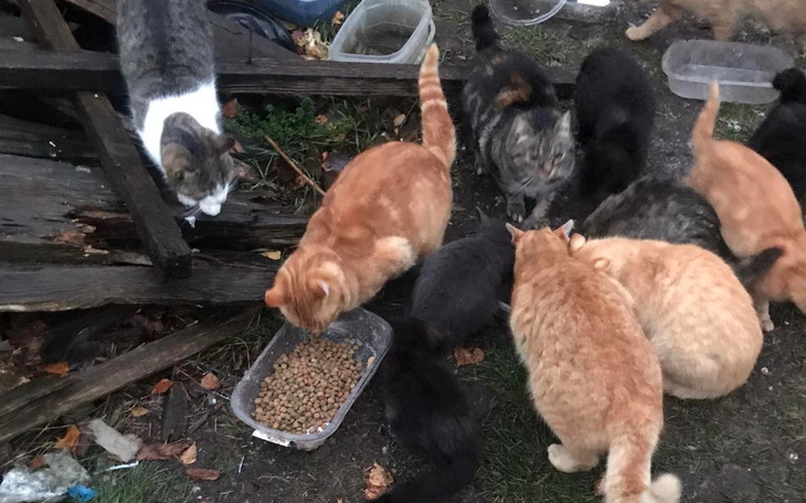 Zbiórka Prześladowane stado na śniegu - zdjęcie główne