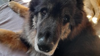 Zbiórka Dla seniorka, naszego Miśka - miniaturka zdjęcia