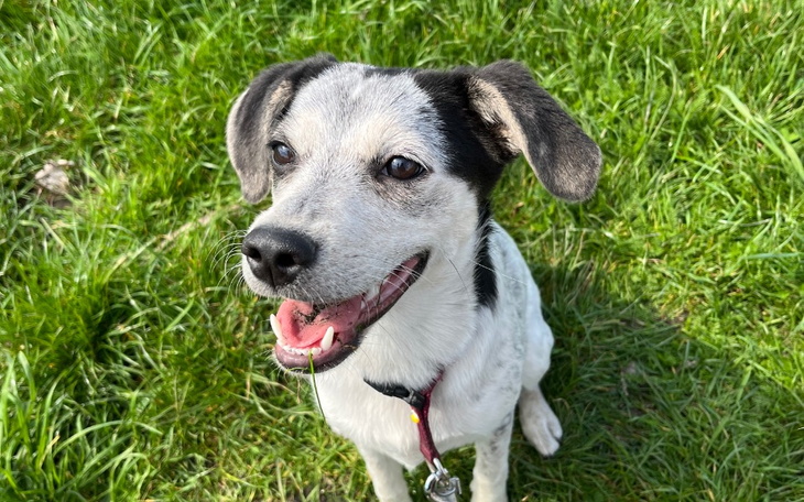 Zbiórka Molly chora na parwowiroze - zdjęcie główne