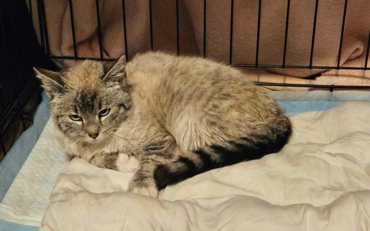 Kot leżący w klatce, wygląda na zmęczonego.