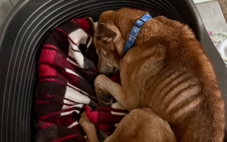 Pies śpiący w swoim legowisku na kocyku.