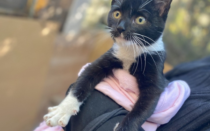 Zbiórka Na remont Strefy Kota - zdjęcie główne