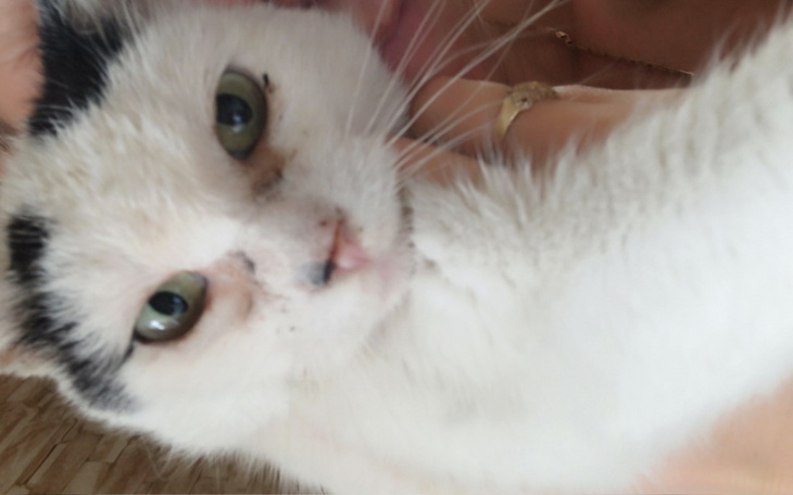 Zbiórka Urodzinowa zrzuta na zwierzaki - zdjęcie główne