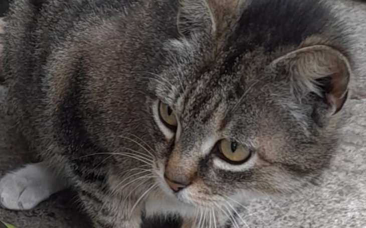 Kot o szarym futrze, patrzący intensywnie w obiektyw.