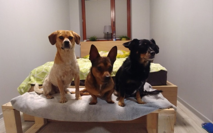 Zbiórka Zbiórka urodzinowa na "TRZYPSY" - zdjęcie główne