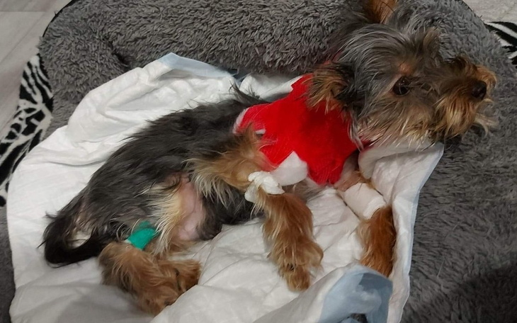 Zbiórka Zbieramy na operacje Badiego - zdjęcie główne