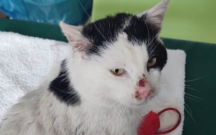 Zbiórka FIV i diagnostyka FIP u Puszka - zdjęcie główne